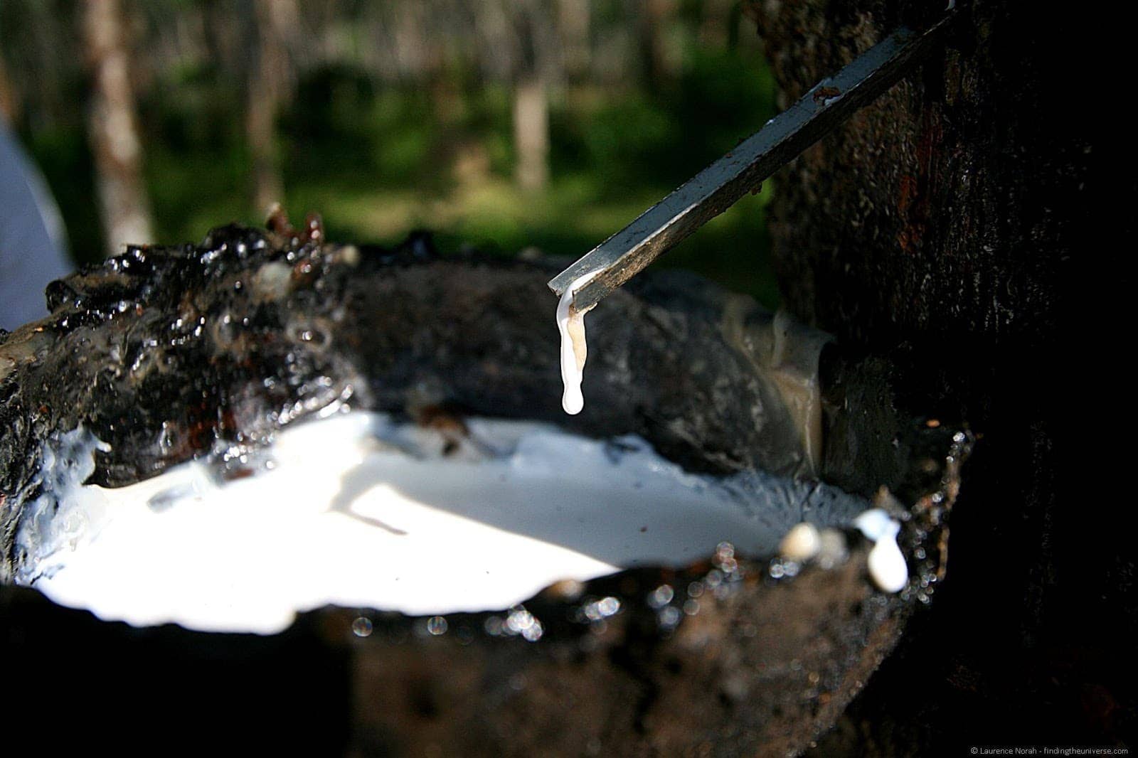 Rubber dripping into bowl Trang Thailand