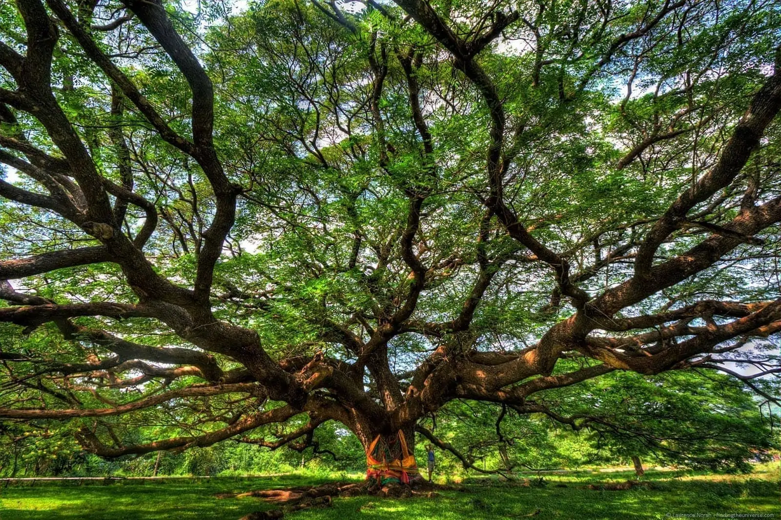 Big tree Monkey Puzzle Kanchanaburi