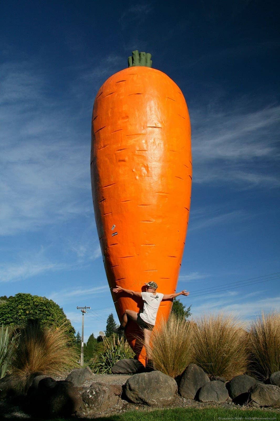 Carrot of Ohakune New Zealand