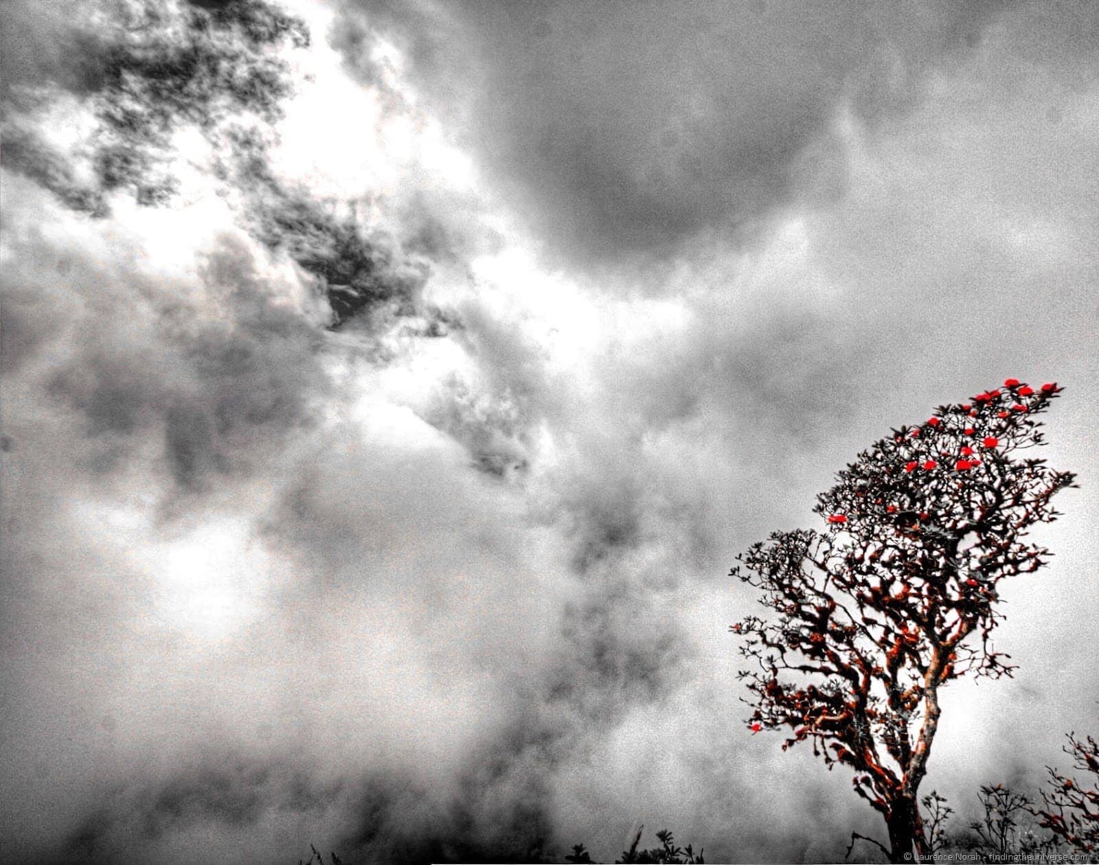 Rhodendron tree against sky clouds coloured