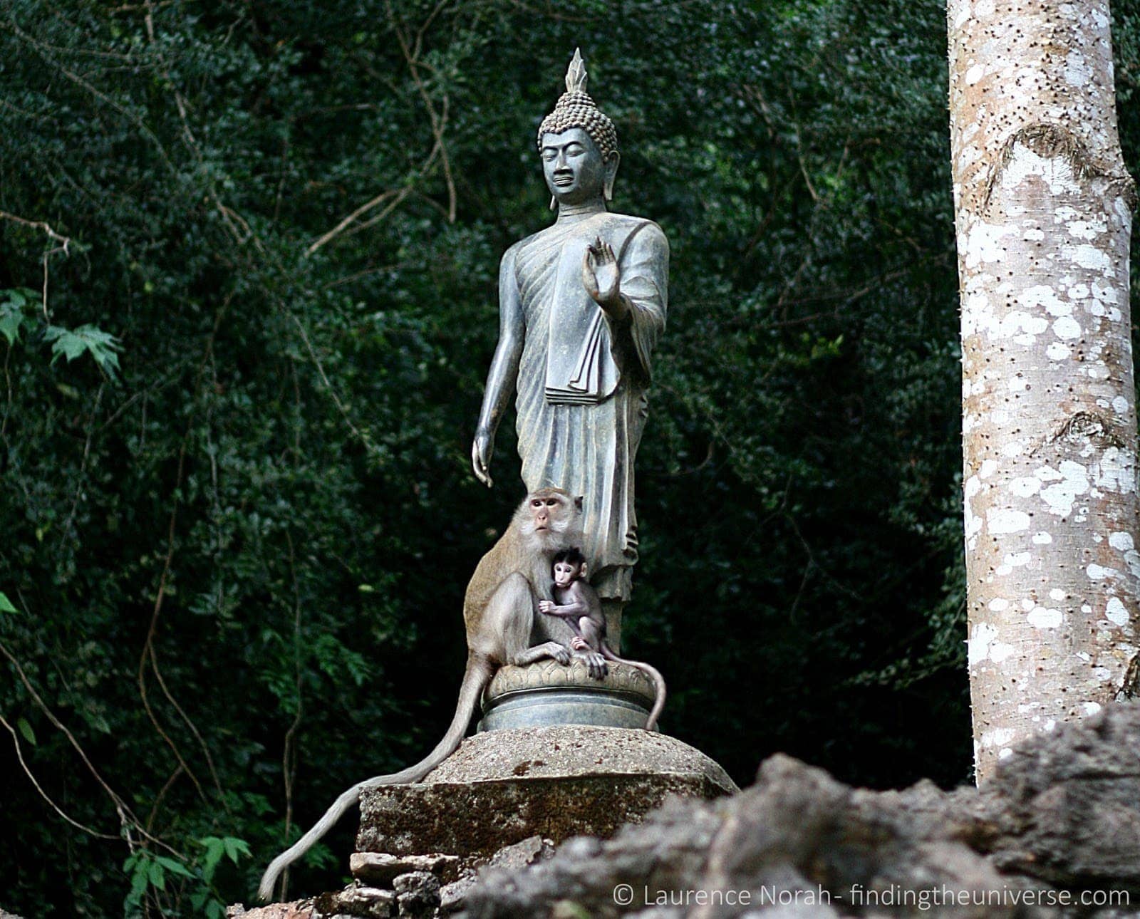 Monkey, baby and buddha statue in Khao Sok National Park Thailand
