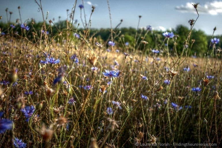 Blue flowers wheatfield
