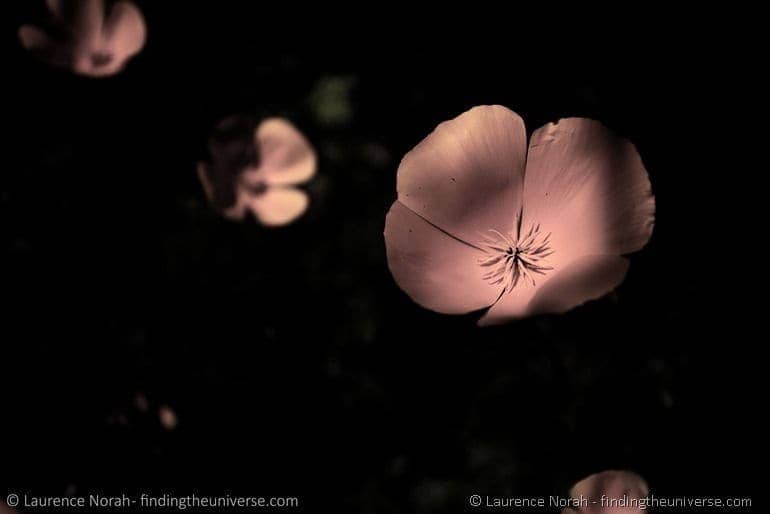 flowers in the garden