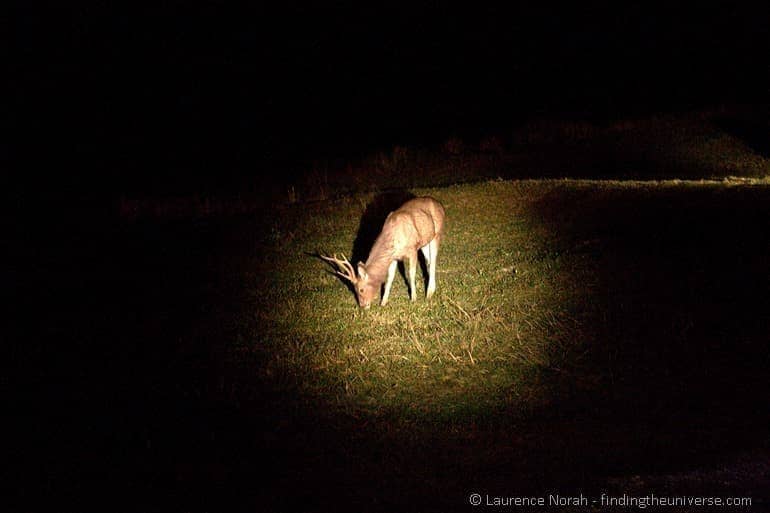 Deer night spotting safari khao yoi thailand