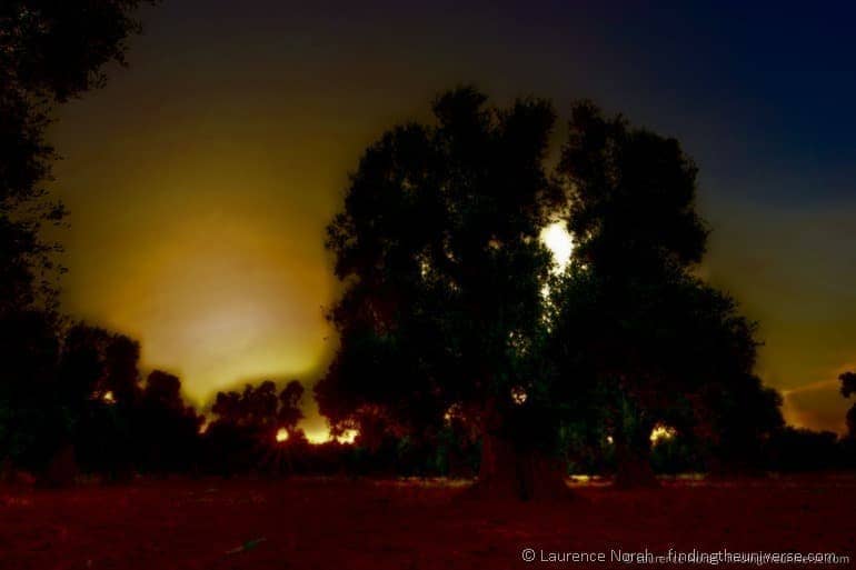 Sunset in the olive grove dustin edit