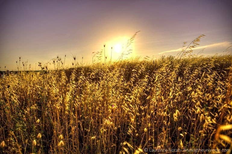 Wheat field sunset