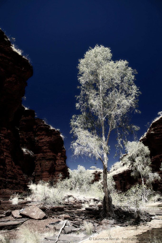 Ghostly tree 