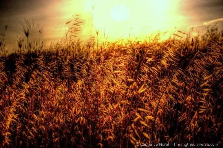 Grass stalks sunset field light Grass stalks sunset field light