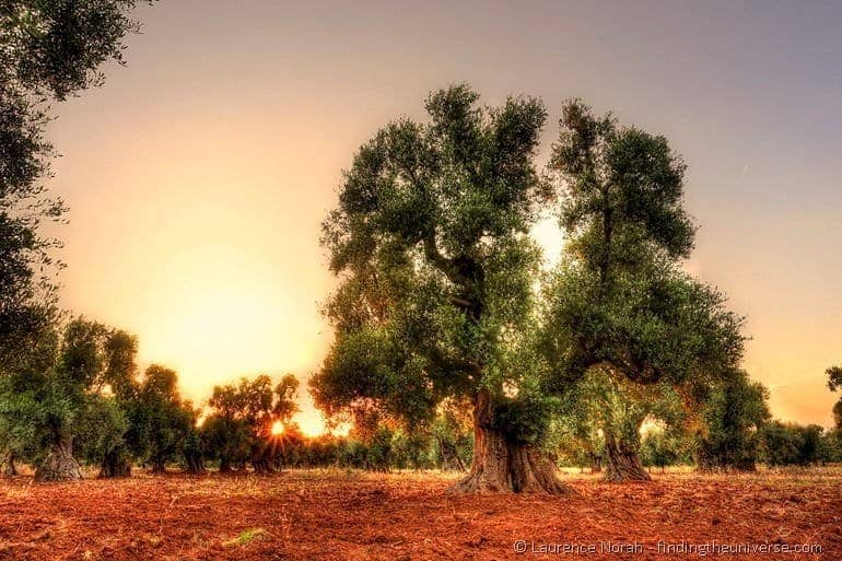 Sunset in the olive grove