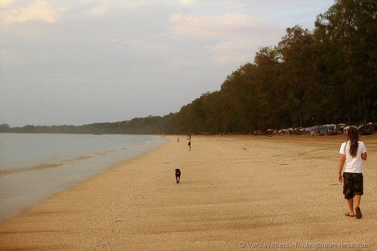 Dog beach thailand