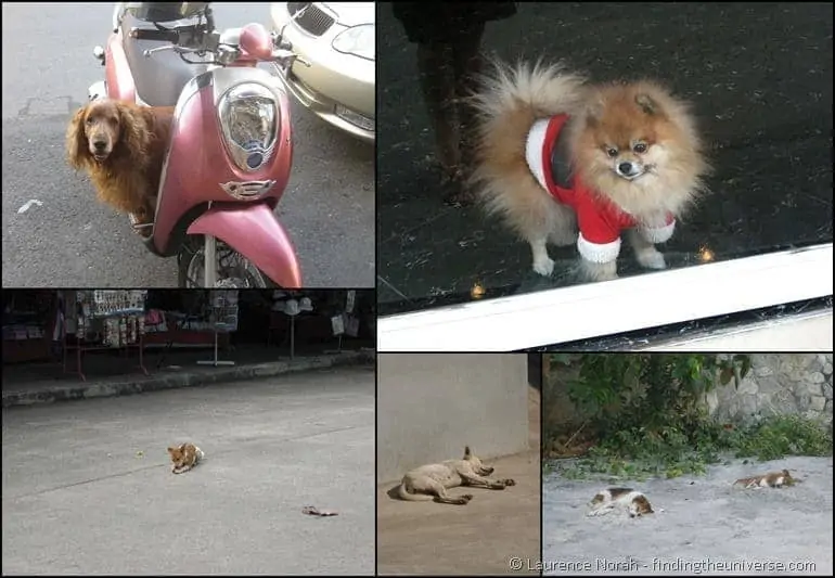 Thai dog collage Thai dog collage