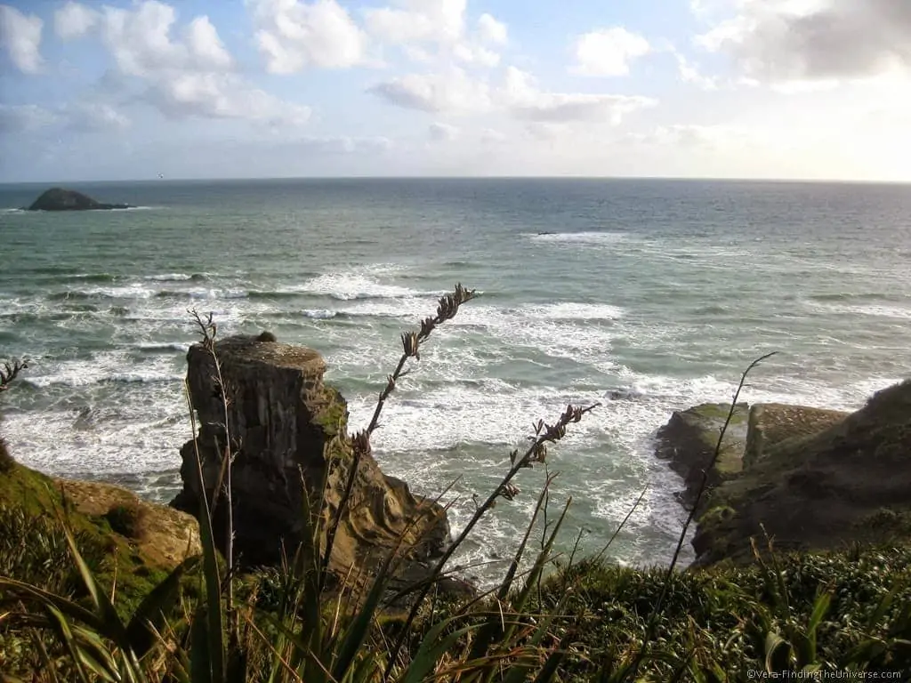 Muriwai Bird Colony New Zealand Muriwai Bird Colony New Zealand
