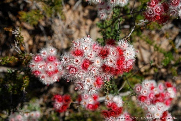 red and white wildflowers western australia