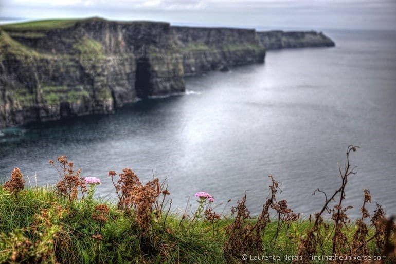 Cliffs252520of252520Moher252520flower252520foreground25255B225255D