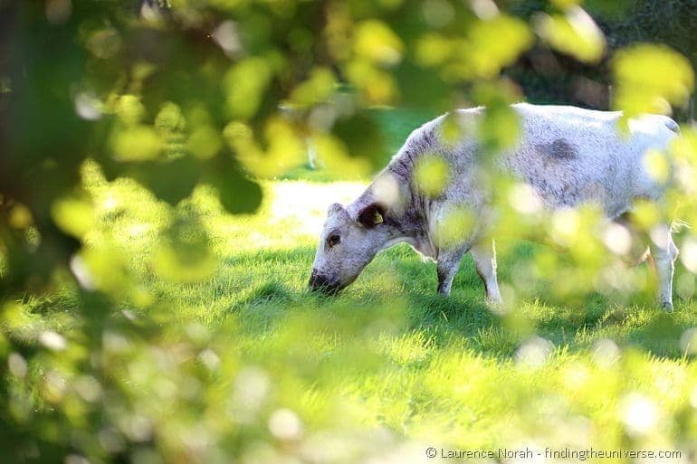 Cow in a field