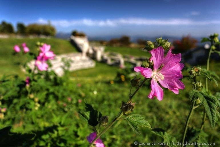 Flowers-at-Samnite-complex-Pietrabbo25255B125255D