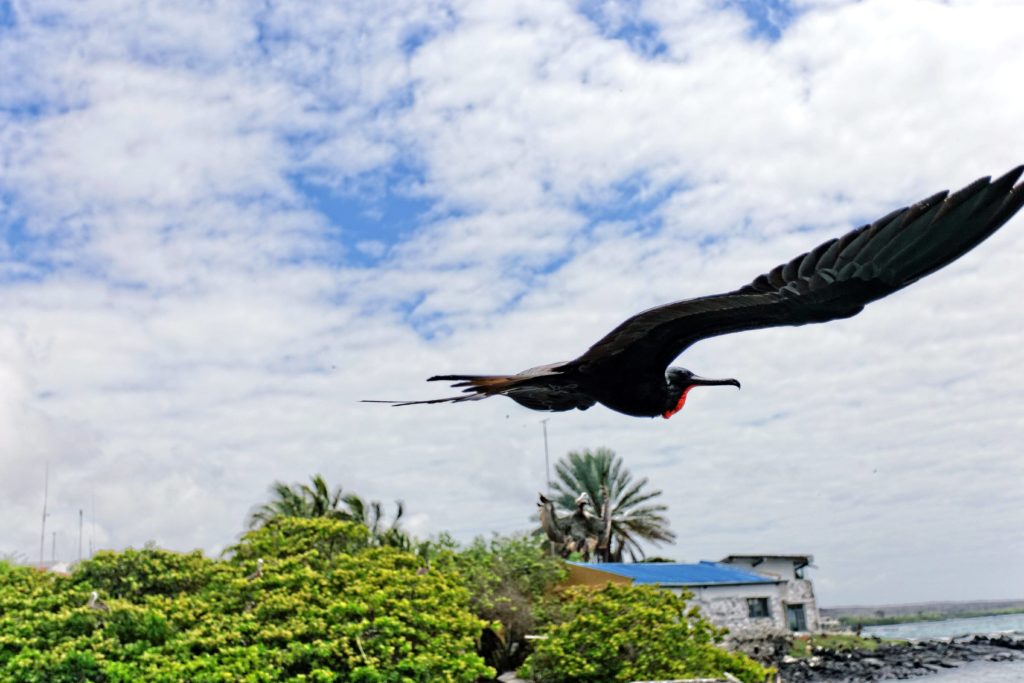 Frigate bird Galapagos