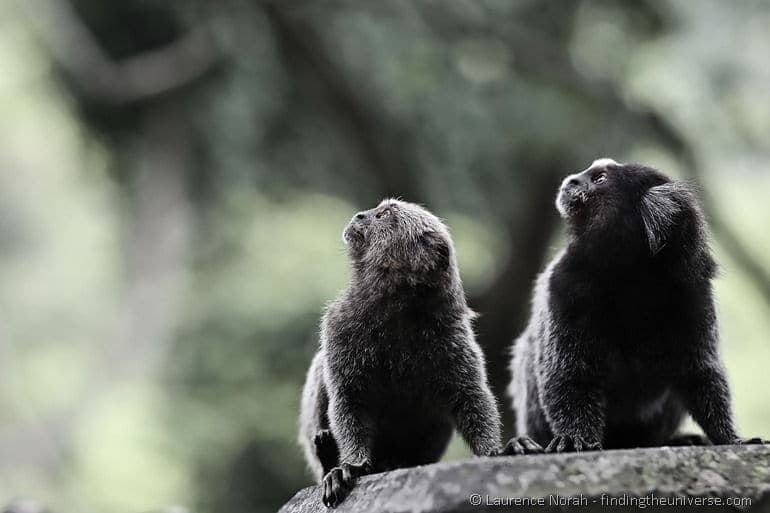 Marmoset monkeys rio brazil