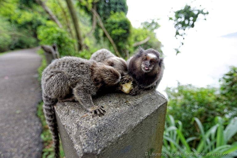 Monkey Tongue Rio