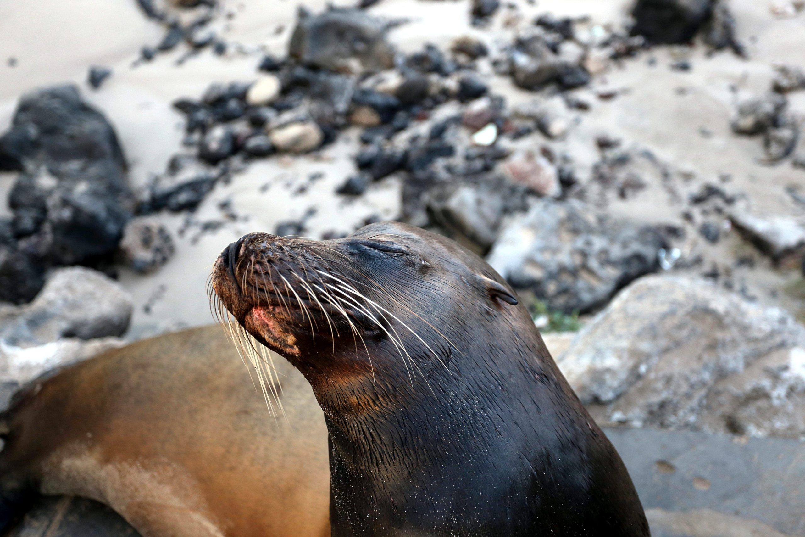 Sea lion close up galapagos