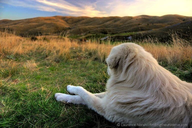 sheep dog guarding hills Abruzzo Italy