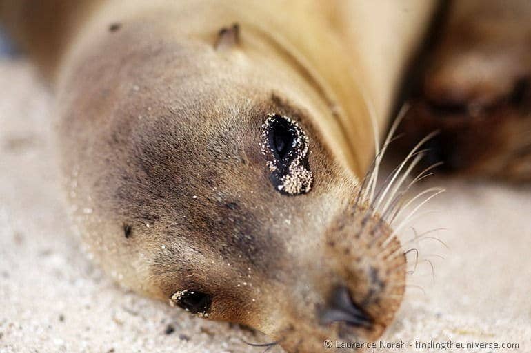 Another gorgeous sea lion in the Galapagos