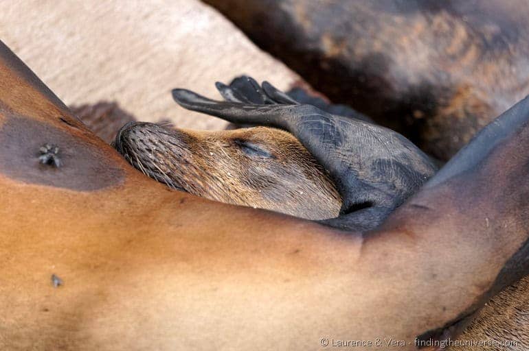 Baby sea lion suckling on mother Galapagos