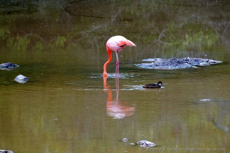 Flamingos in the Galapagos