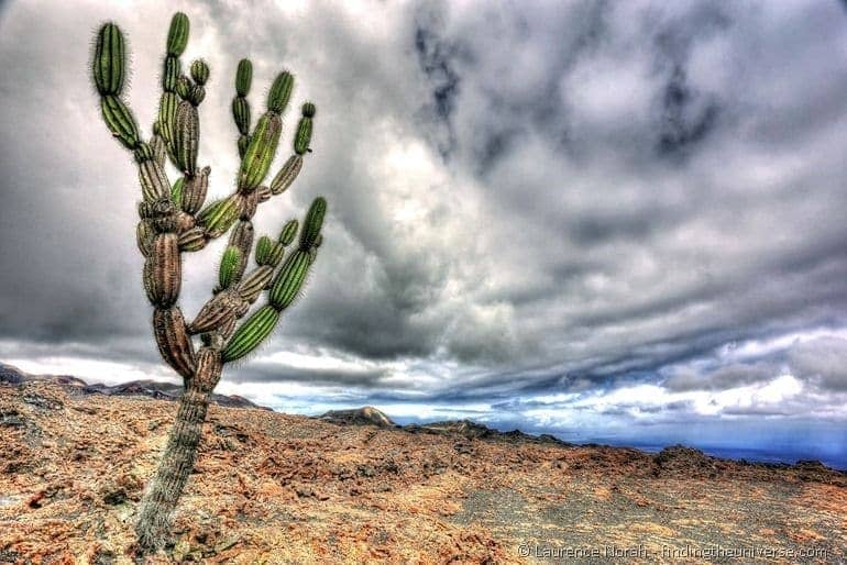 Galapagos cactus 2