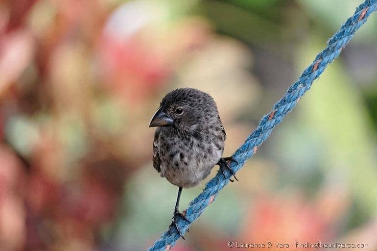 Galapagos finch on rope