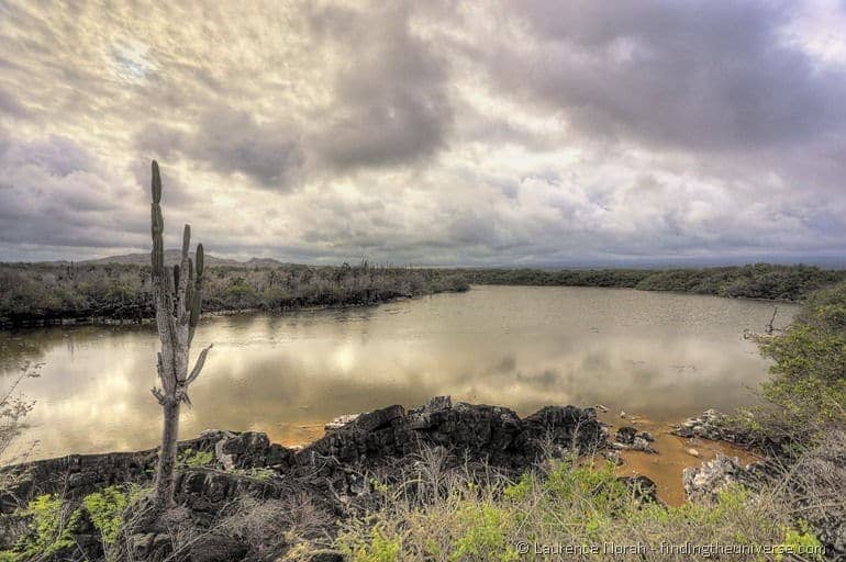 Isabela lagoon cactus Galapagos