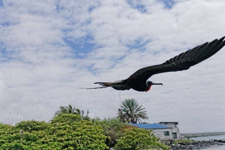 Male frigate bird flies past Galapagos
