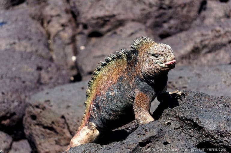 Marine Iguana Galapagos