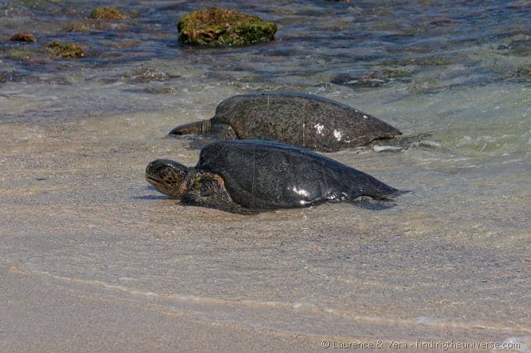 Pacific green turtles Galapagos