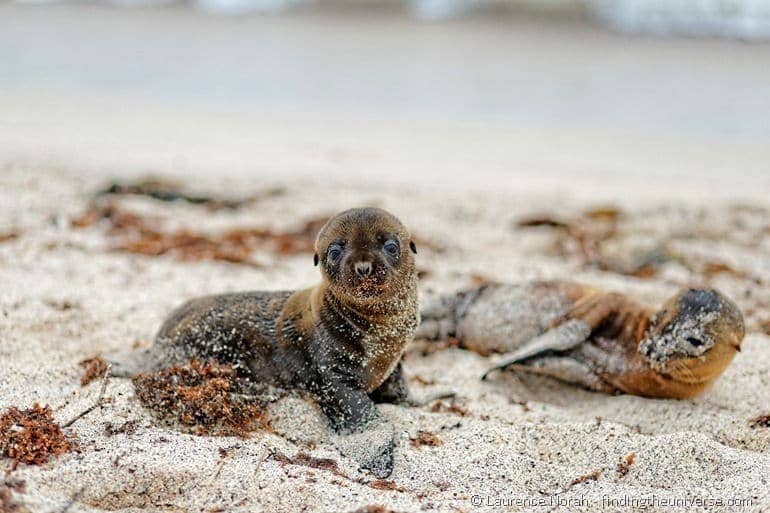 Sea lion baby la loberia beach galapagos