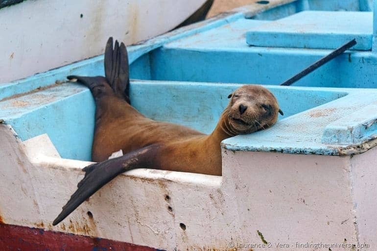 Sea lion lying in boat Galapagos