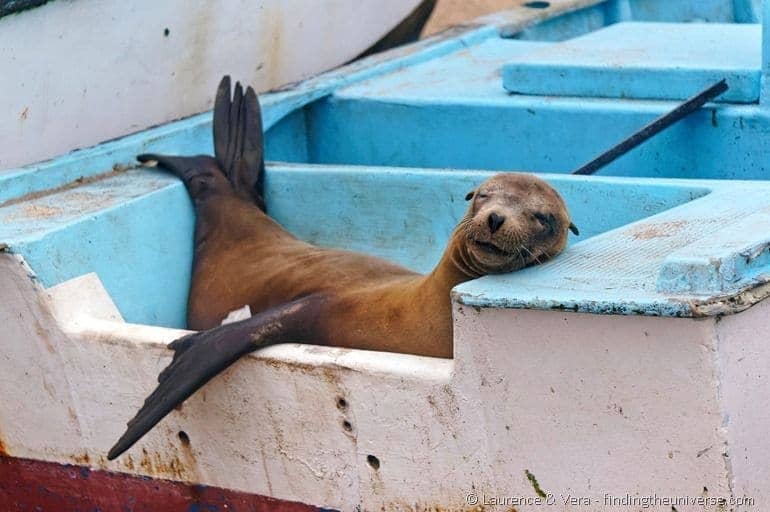 Meet the natives: The Wildlife of the Galapagos in Photos