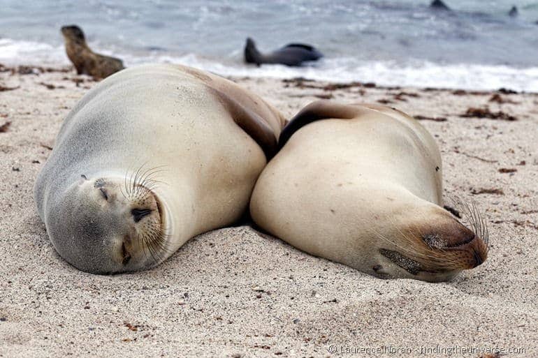 Smiling sea lions in the Galapagos