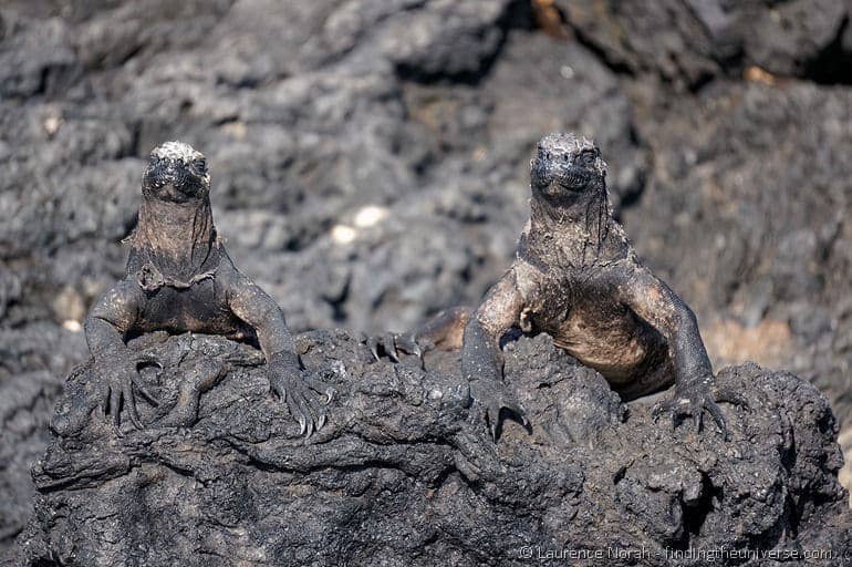 Two marine iguanas on a rock Galapagos