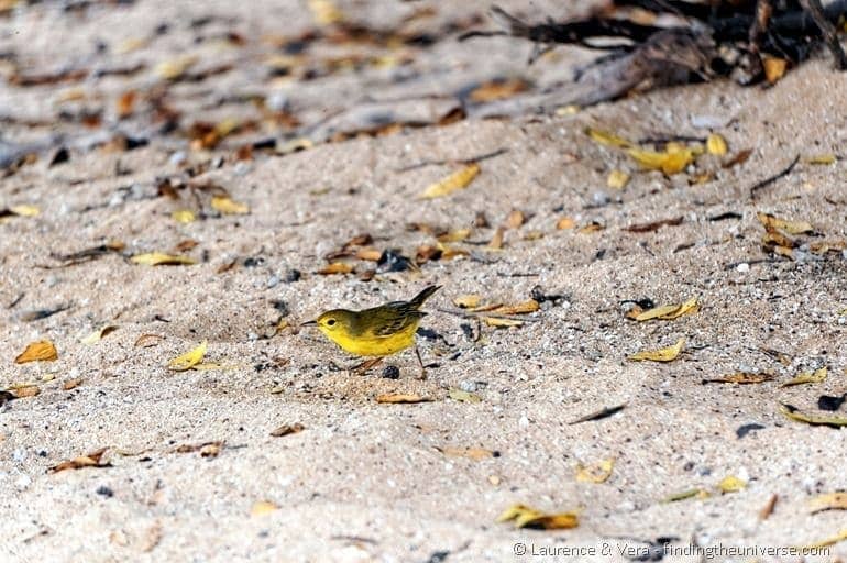 Yellow warbler Galapagos