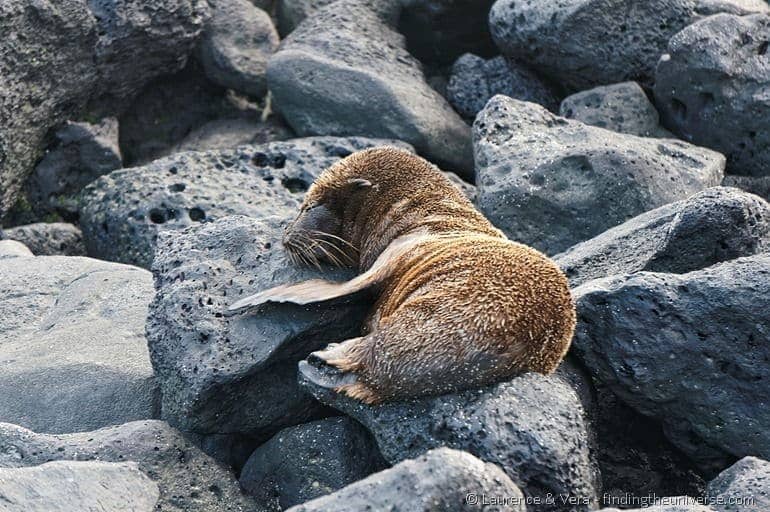 baby sea lion sleeping on a rock galapagos