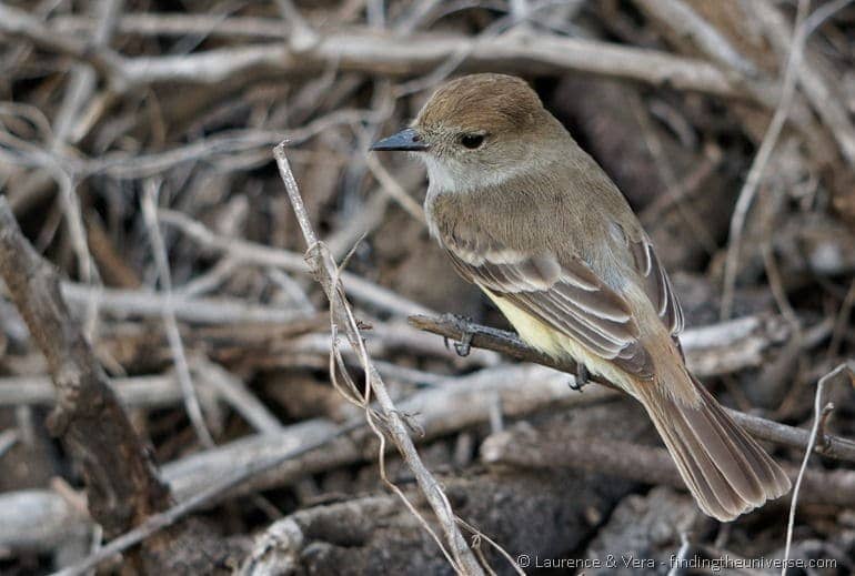 bird Galapagos