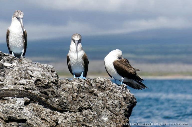 blue footed boobies Galapagos