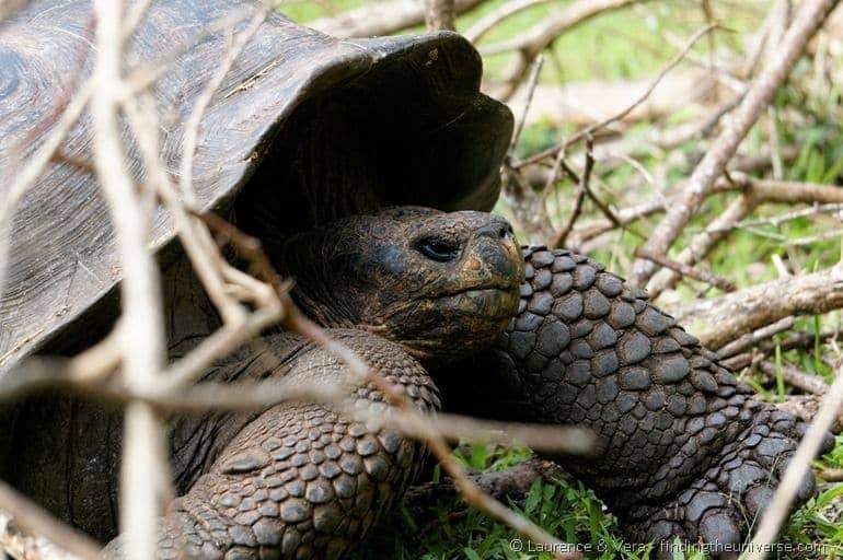 giant tortoise Galapagos