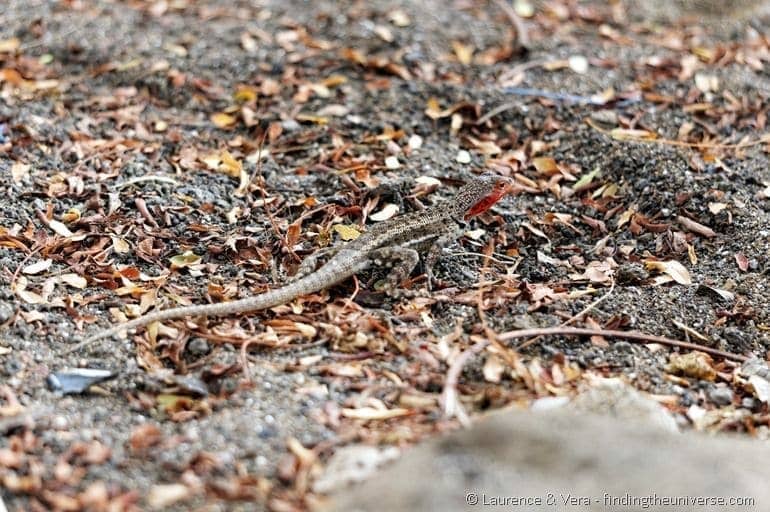 lizard galapagos