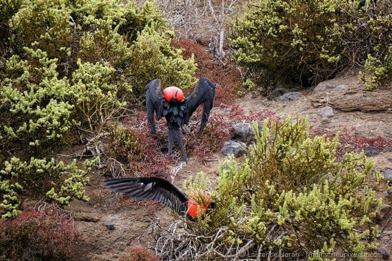 male frigate birds mating display Galapagos 2