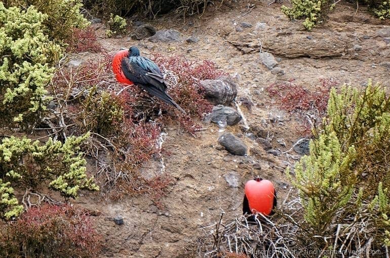 male frigate birds mating display Galapagos