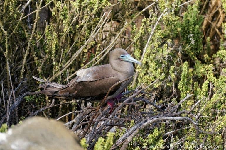 red footed booby punta pitt galapagos