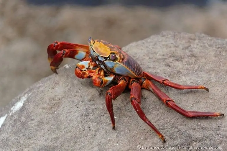 sally lightfoot or red rock crab Galapagos