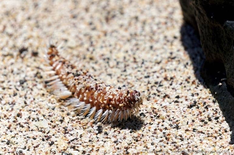 weird sea centipede thing Galapagos
